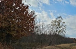 620 County Road, Broseley, MO 63932