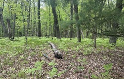 00 Oxpath, Baldwin, MI 49304