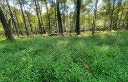 Anemone Lane lot: 163, Terra Alta, WV 26764