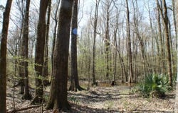 Walnut Road, Carthage, MS 39051