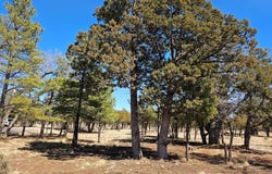 5732 Raton Circle, Happy Jack, AZ 86024