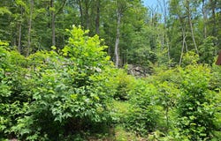 117 ROBERTS ROAD, GREAT CACAPON, WV 25422