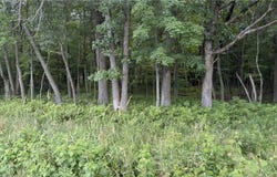Xxx Athens, Stacy, MN 55079