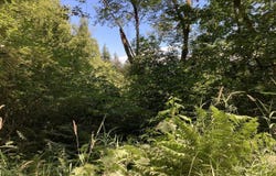 NE 197th Ct, Amboy, WA 98601