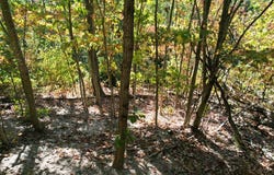 Evans sisters rd, Flemingsburg, KY 41041