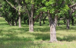 200 Poco Bueno Court, Granbury, TX 76049