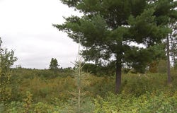 Tbd Darsnek Road, Emily, MN 56447