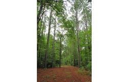 TBD Guinyard Boulevard, Springfield, SC 29146