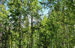 1765 GCR 881 aka Grenoble Street, Granby, CO 80446