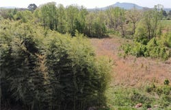 X Springfield Road, Pilot Mountain, NC 27041