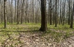 Tbd Pierce Road, Stanwood, MI 49346