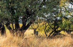 Buffalo4 Ranch CR 290, Blackwell, TX 79506