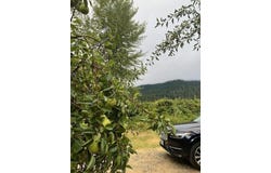 236 & 240 Orchard Way, Myers Flat, CA 95554