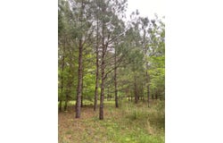 10.0 ac CR 817, Nacogdoches, TX 75964