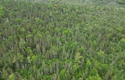 TBD Off EE.25, Rapid River, MI 49878