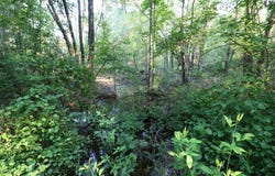 0 Kings Mill Road Tract B, Wrens, GA 30833