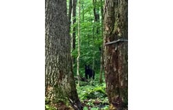 1215 Sandy Run Road lot: Angle, Confluence, PA 15424