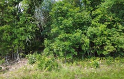 632 Private Road 421-35, West Plains, MO 65775
