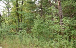 LOT 21-22 George Street, Prescott, MI 48756