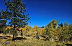 51 Singletree Lane, Hartsel, CO 80449