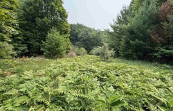Lot #4 E Bellinger Road, Cedar, MI 49621