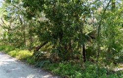 NE 358TH AVE, OLD TOWN, FL 32680