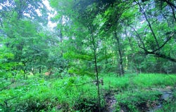 113 Eagle Pine Ln, Broken Bow, OK 74728