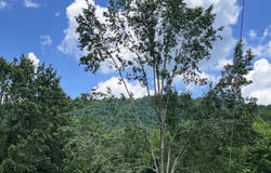 Wooldridge Rd, Jellico, TN 37762