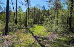 TBD Tract 2 Cedar Creek Road, Hot Springs, AR 71901