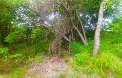 1224 W Nelson Street, Denison, TX 75020