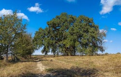 Farm to Market Road 609, La Grange, TX 78945