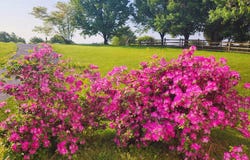 177 PEARCE CREEK DRIVE, EARLEVILLE, MD 21919