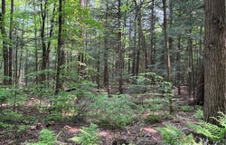 Spring Road S, Ossian, NY 14437