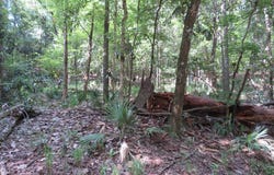 Tallavana Trail, Havana, FL 32333