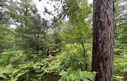 Lot 17 DADS LAKE RD, Eagle River, WI 54521