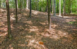 12636 MILL DAM DRIVE, CLIFTON, VA 20124