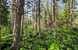 20 acres FH 16, Iron River, MI 49935