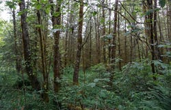 0 NE Buncombe RD, Woodland, WA 98674