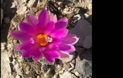 657 Lost Drive Road, Terlingua, TX 79852