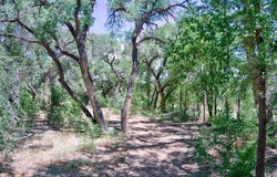 Bosque Oculto Lot B1-C, Corrales, NM 87048