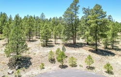 5330 N Nordica Loop, Flagstaff, AZ 86004