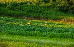 County Road S, Blair, WI 54616