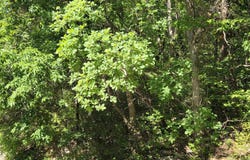 31 Lots Mathis Mountain Road, Huntsville, AL 35803