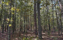 Thomas Road, Clinton, AR 72031