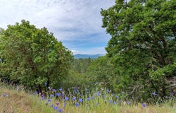 NW Starlite Place, Grants Pass, OR 97526