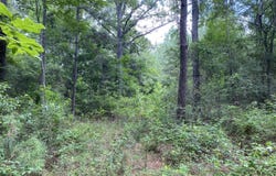 64.5 Acres Hwy 43 N, Poplarville, MS 39470
