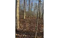 Purple Iris lot: 278, Wilder, TN 38589