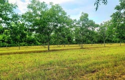 00 Beulah Church Road, Alma, GA 31510