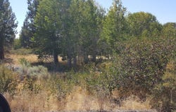 7800 Forest View Drive, Chiloquin, OR 97624