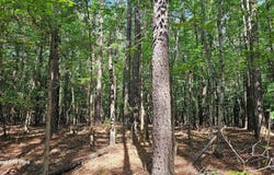 12-15S-20W Columbia Rd #111, Stephens, AR 71764
